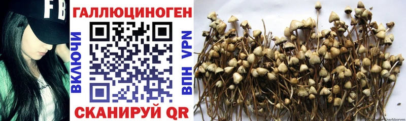 Псилоцибиновые грибы Magic Shrooms  Купить закладки  Томари 